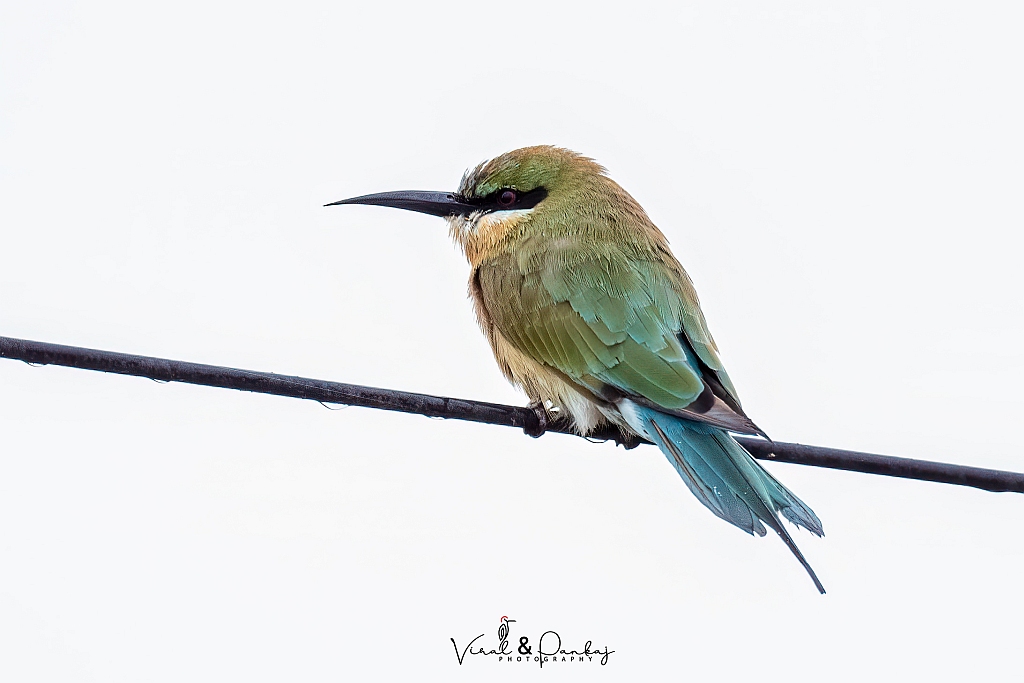 Blue-tailed Bee-eater
